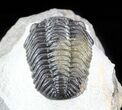 Morocops Trilobite - Multi-Colored Shell Preservation #57664-2